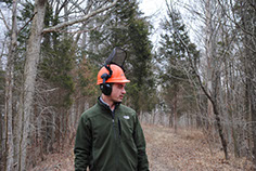 Bear Forestry timber stand improvement