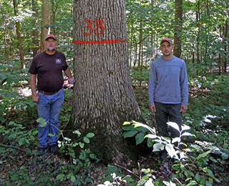 Bear Forestry timber marking
