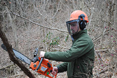 Grapevine removal